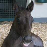 Equine News
