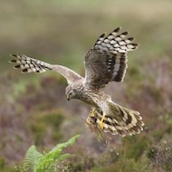 Wildlife