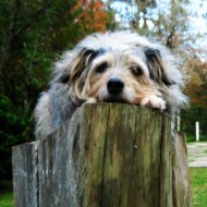 Seasonal-Canine-Illness