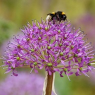 bee pesticide neonicotinoid