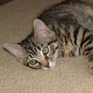 cat toxoplasma risk