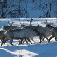 norway reindeer snow kiting