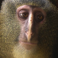lesula new species monkey congo