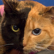 two half face cat venus