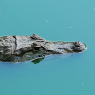 Alligator given prosthetic tail