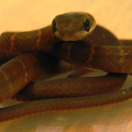 Reptile guidance welcomed