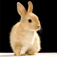 Think Rabbit month is coming
