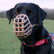 Vets urged to address canine behavioural problems