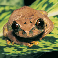 Save the Frogs Day