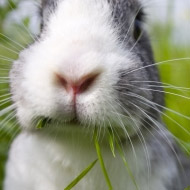 Rabbits on a museli-style diet