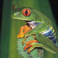Comic sings for frogs