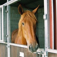 Horse meat results published