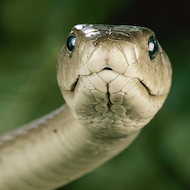 Norway retains reptile and amphibian ban