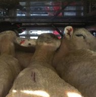 RSPCA denied access to port