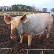 Conference for forward-thinking pig industry