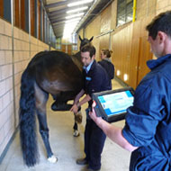 Effectively measuring equine lameness