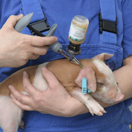 New oedema vaccine approved