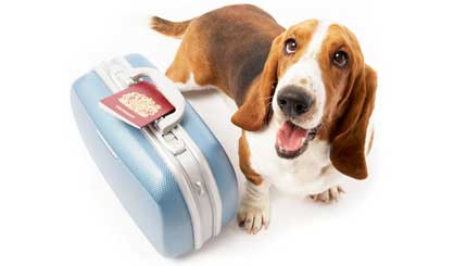 Pet travel laws to be relaxed