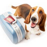 Pet travel laws to be relaxed