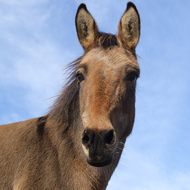 Mules more intelligent than dogs