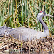 Crane egg under surveillance