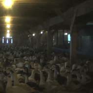 Thousands of ducks die on farm