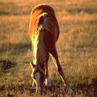 Equine grass sickness warnings