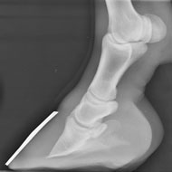 Free laminitis pack for owners
