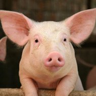 Managing pig health