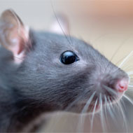 Animals for scientific procedures consultation