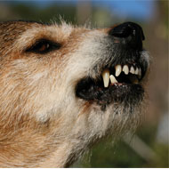 MPs call for further dog control action