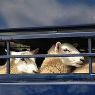 RSPCA seeks to monitor live exports