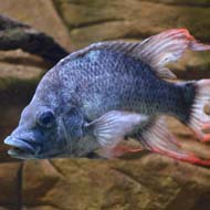 Female mate sought for endangered fish