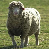 Growing awareness of wormer resistance