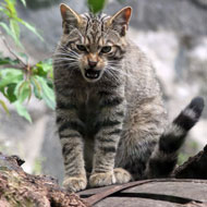 Scottish wildcats arrive at Edinburgh Zoo