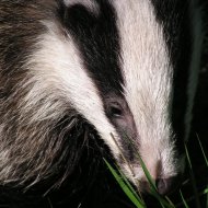 Cull opposition continues 
