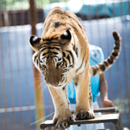 Appeal for action on captive animals