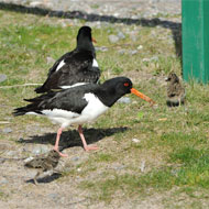 Oystercatchers nest in carpark