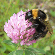 Extinct bumblebee reintroduced
