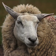 Breakthrough for worming vaccine