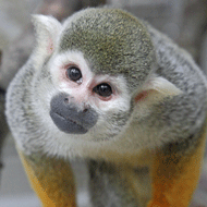RSPCA calls for primate pet ban