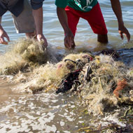 Conservation project saves marine life