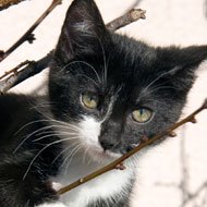 Peak in unwanted cats