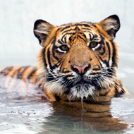 Dog disease threatens tigers