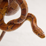 Image corn snake