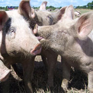 BPEX has extended its Pig Health Scheme for a year while a replacement Food Standards Agency scheme is devised.