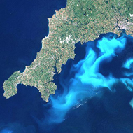 Cyanobacteria off the coast of Cornwall and Devon. 