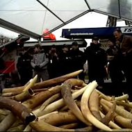 A 3.5 tonne stockpile of seized ivory was destroyed in France on Thursday (6).