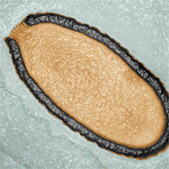 Image cross-section of Pithovirus sibericum