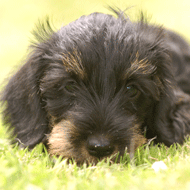 Image mini wire haired dachshund
